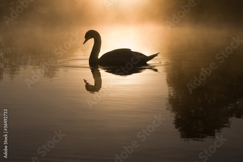 Mute Swan (Cygnus olor) gazing at its reflection