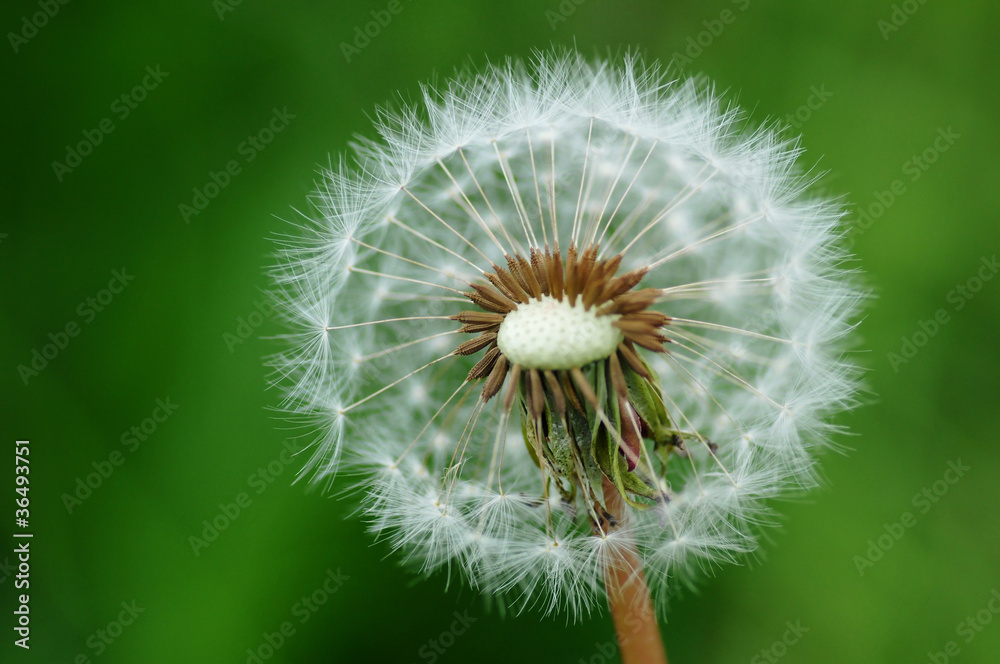 Fototapeta premium Puch mniszka lekarskiego