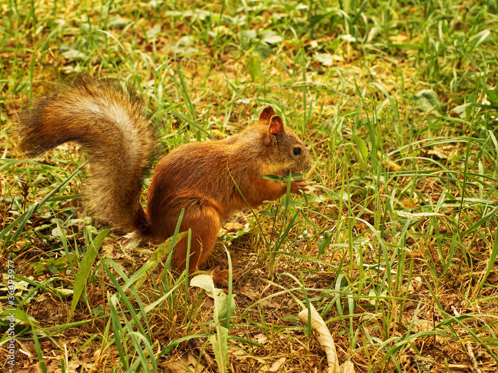 squirrel squirrel