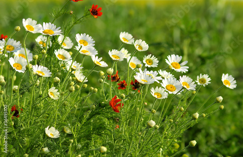 Summer wildflowers