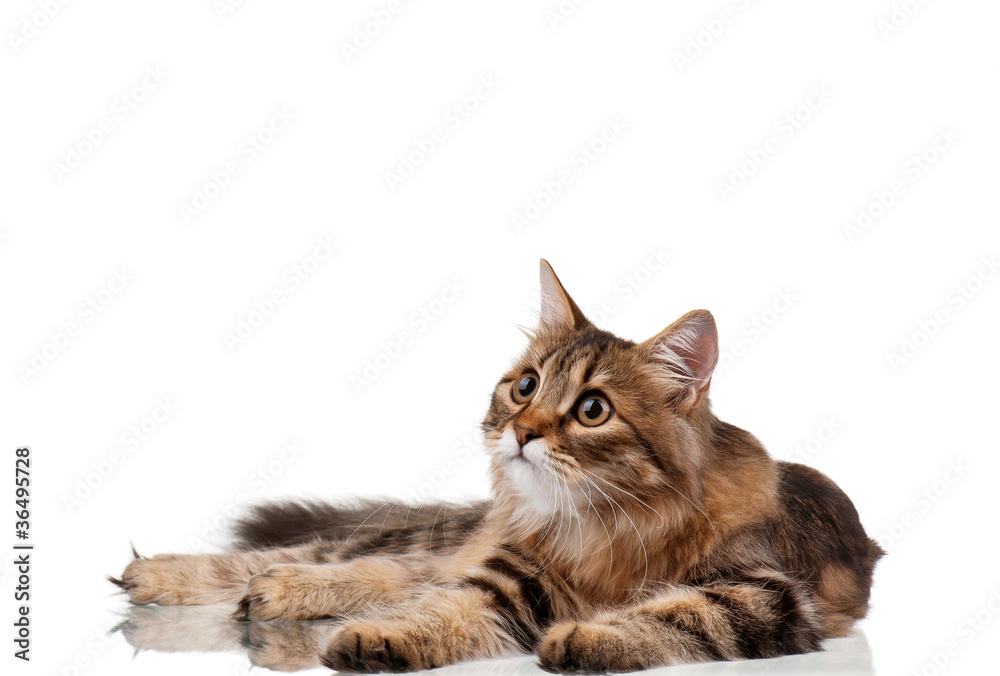 Obraz premium Cute cat