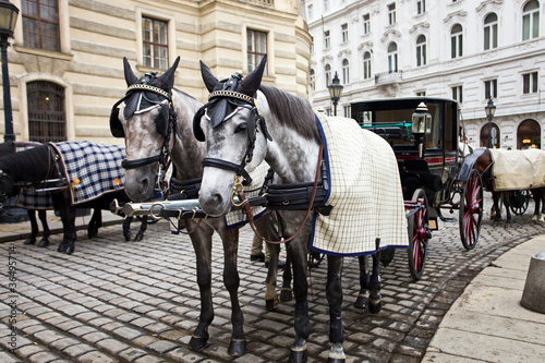 Fototapeta Naklejka Na Ścianę i Meble -  Horses in Vienna.