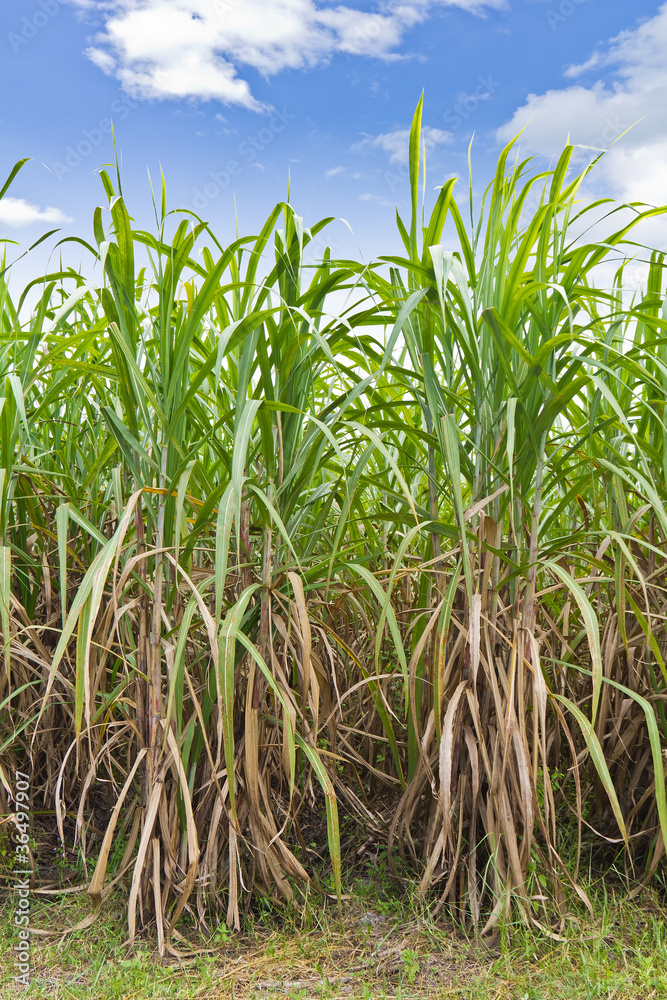 Fototapeta premium Rows of sugarcane in the field