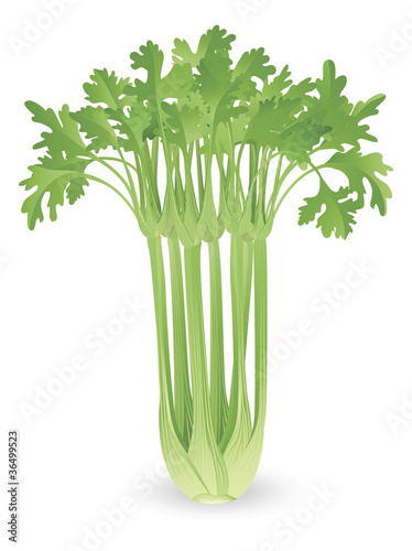 Bunch of celery illustration