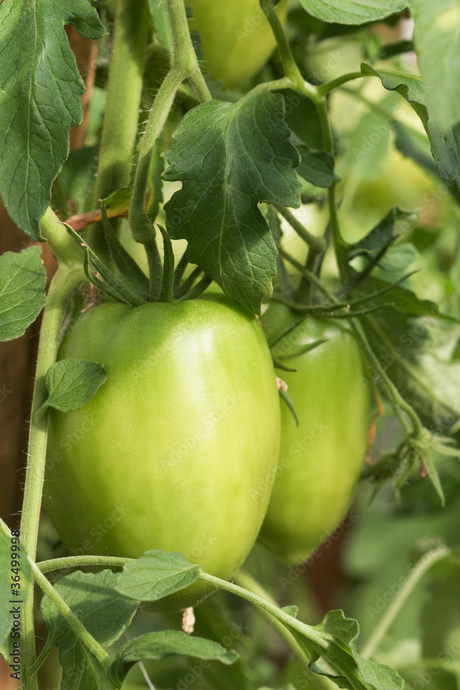 Hanging on a branch tomatoes