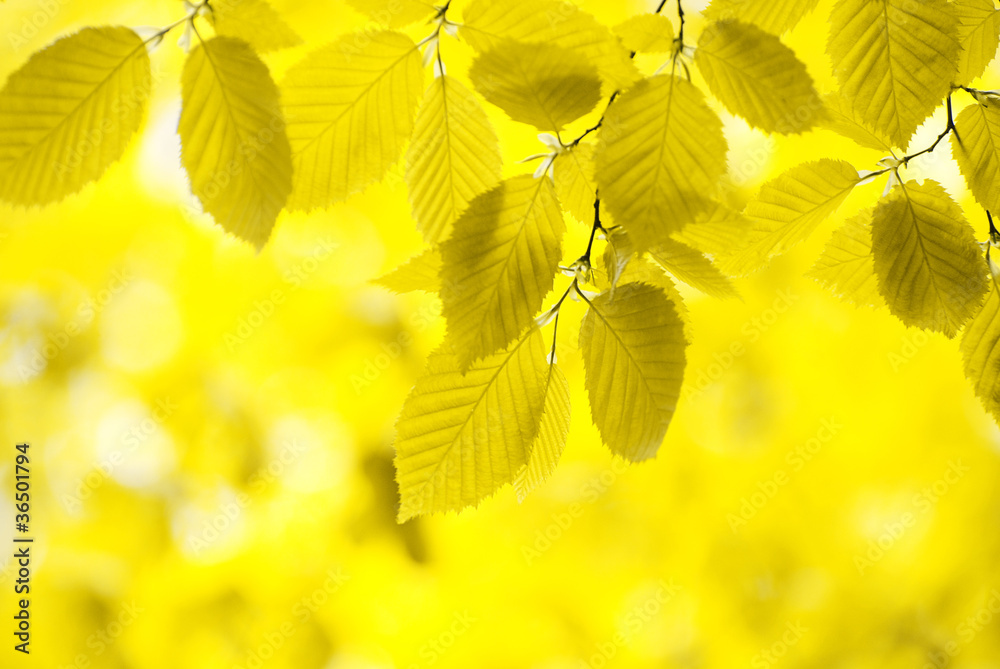 autumn leaves background autumn leaves background