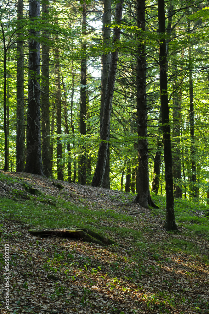 Deciduous forest Deciduous forest