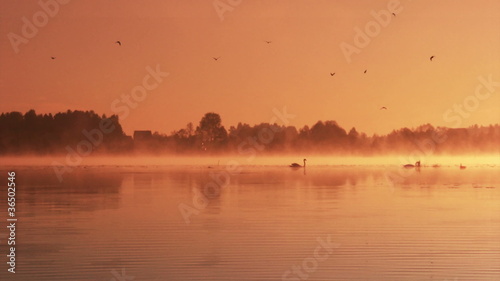 Pair of swans floating on the morning sunrise