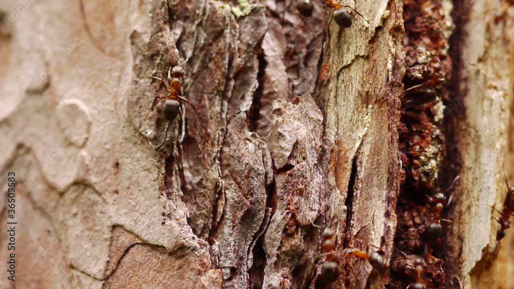 Real time macro shot of ant activity Real time macro shot of ant activity