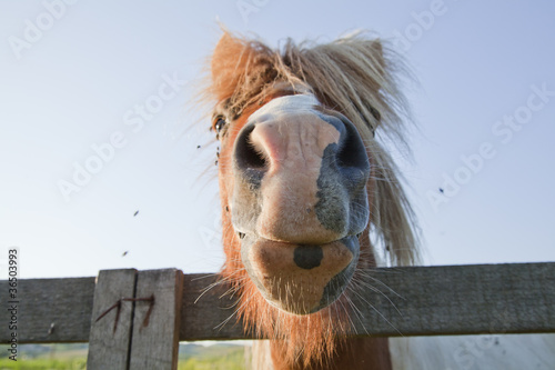 Fototapeta Naklejka Na Ścianę i Meble -  horse close up