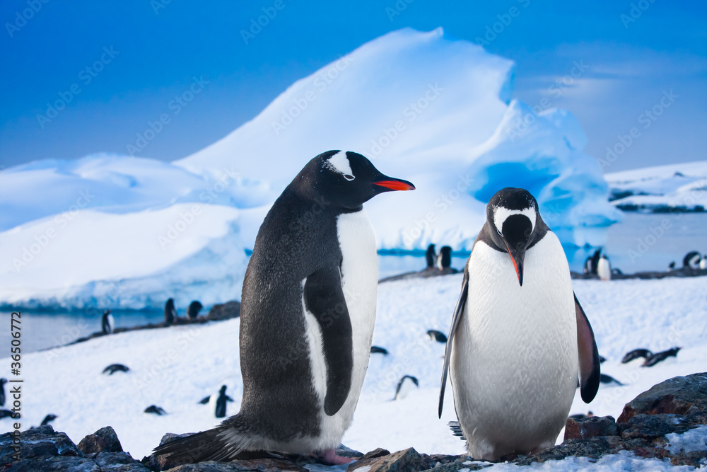 Obraz premium Two penguins