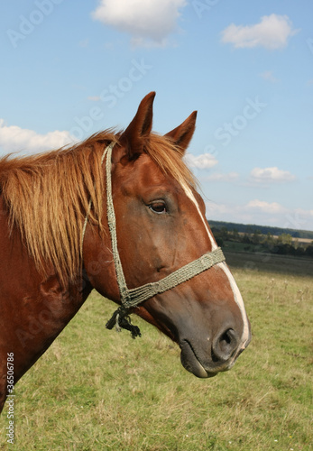 Beautiful brown horse closeup