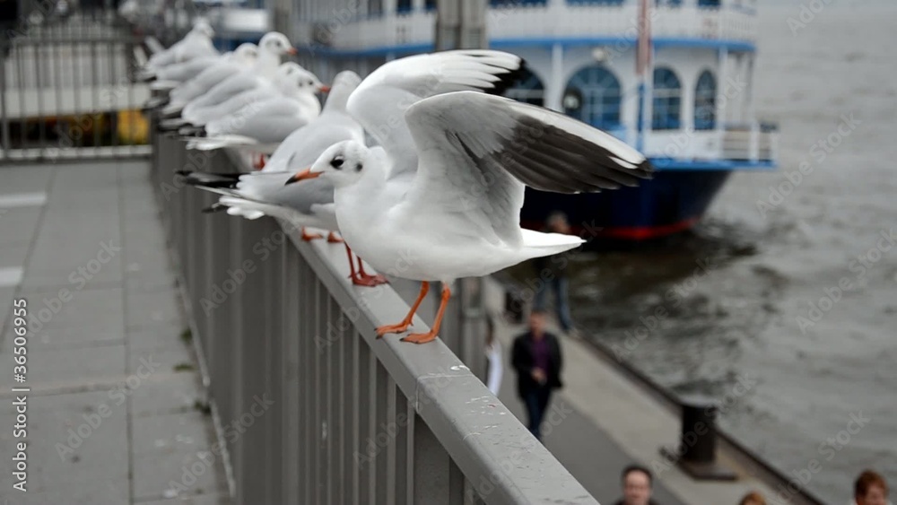 Möwen Reihe Hafen