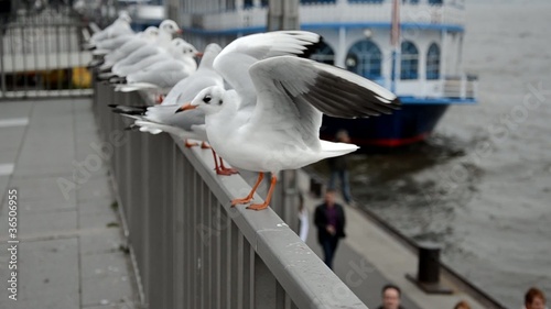 Möwen Reihe Hafen