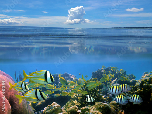 Surface and underwater split view in the Caribbean sea with a school of tropical fish in a coral reef and blue sky with cloud