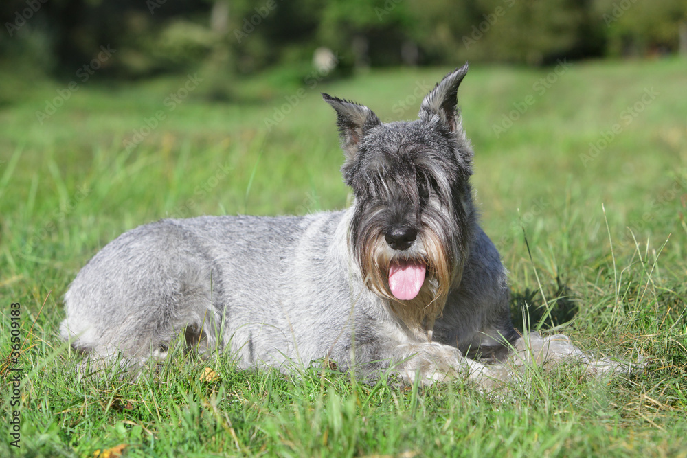 Standard schnauzer (mittelschnauzer) on grass Standard schnauzer (mittelschnauzer) on grass