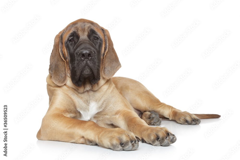 English mastiff dog