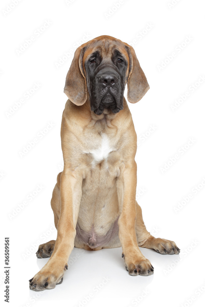 English mastiff pup on white background