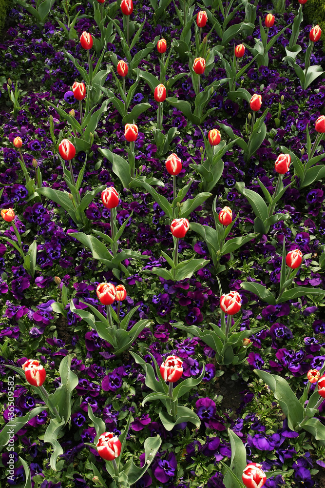 Tulip and purple pansies garden