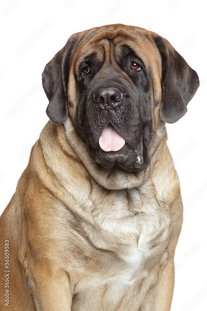 Close-up portrait of English Mastiff