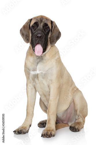 English mastiff pup on white background