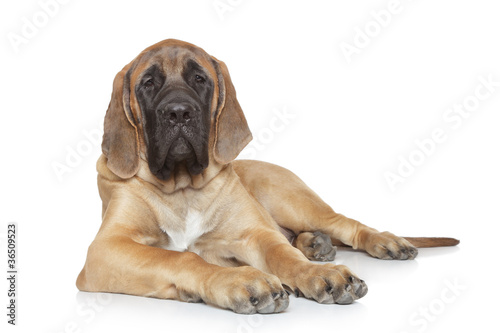 English mastiff dog