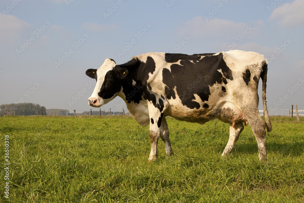 Cow in meadow