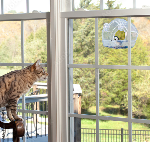 Photography Cat watching bird on feeder