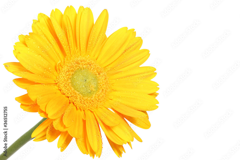 Yellow daisy flower isolated on white