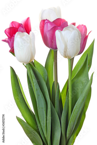 Tulips flowers on white background
