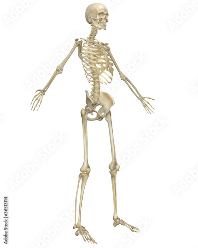 Human Skeleton Anatomy Angled Front View