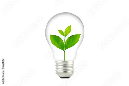 Light Bulb with sprout inside plant