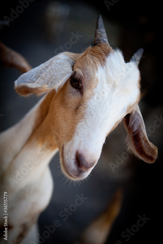 Chèvre en Guadeloupe