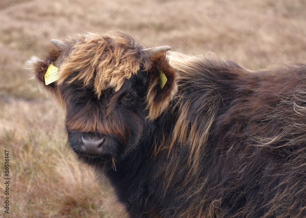 dark brown Highland cattle portrait