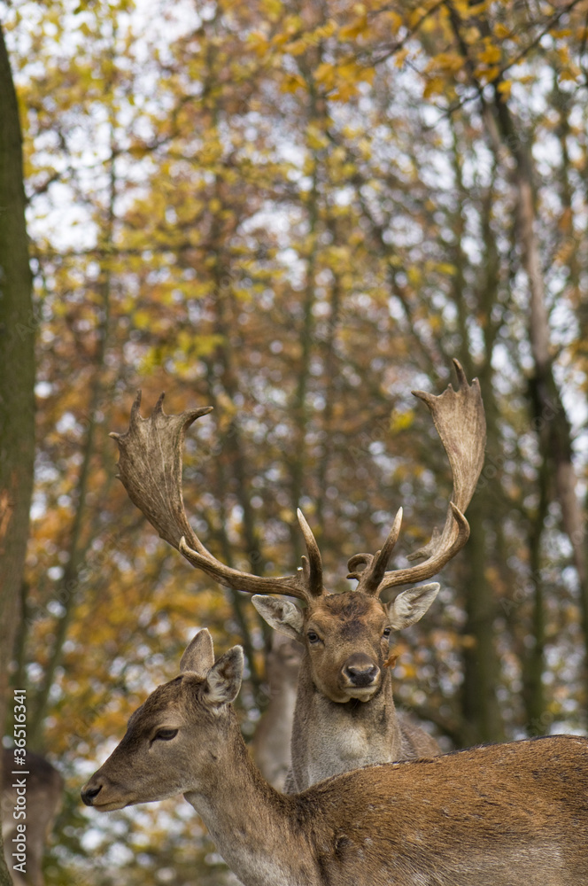 Naklejka premium Dama dama