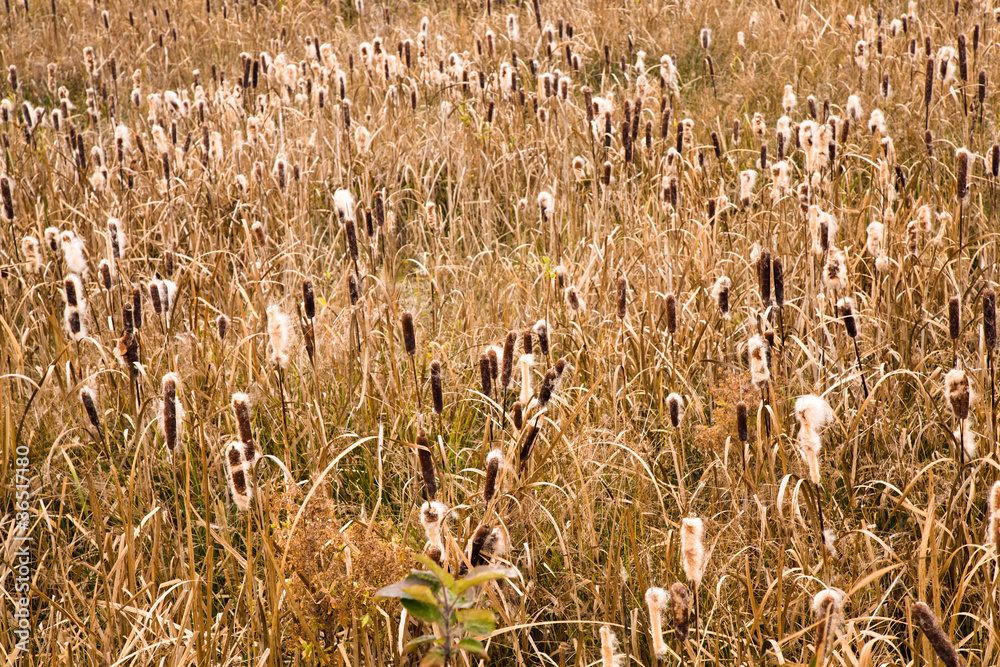 Obraz premium Cane (autumn)