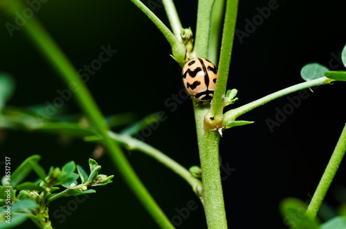 ladybug in green nature