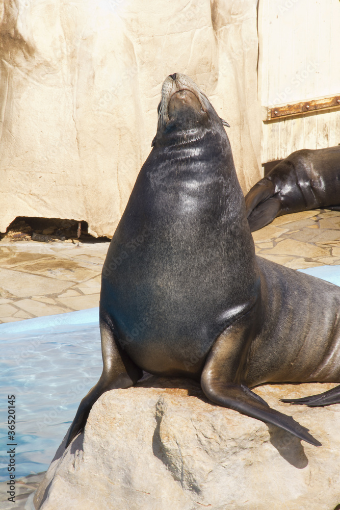 Fototapeta premium Sea lion