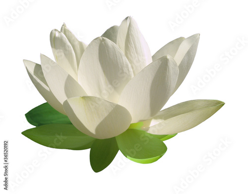 Fleur de lotus, pétales blancs, détourée sur fond blanc photo