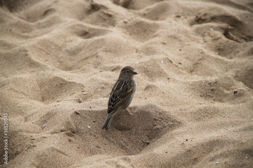 Birdy