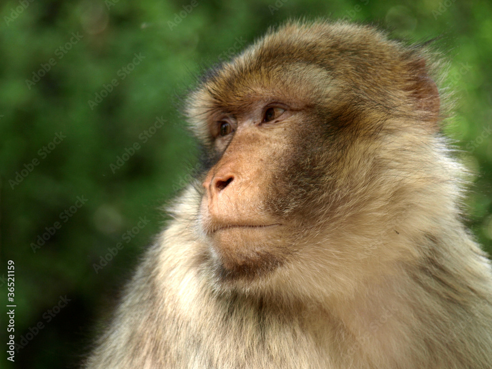 Macaque de Barbarie Macaque de Barbarie