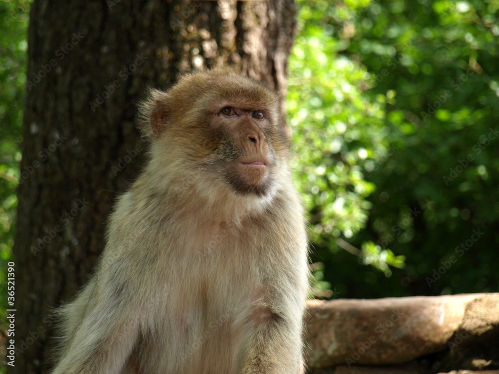 Obraz premium Macaque de Barbarie