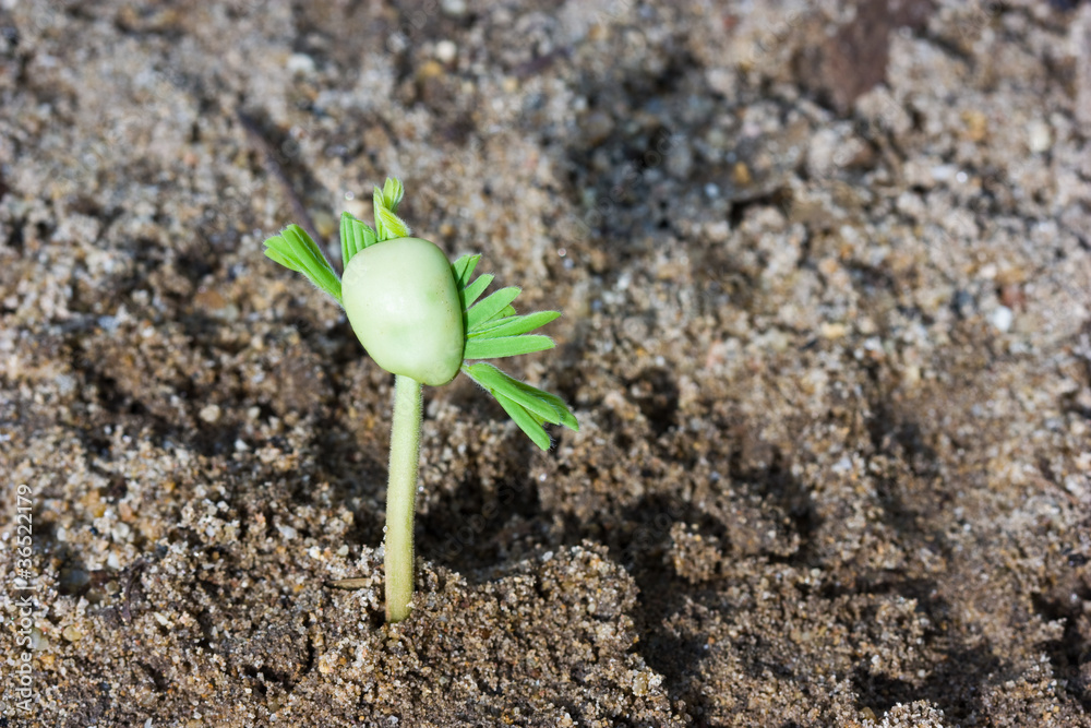 Fototapeta premium sprouts of young trees
