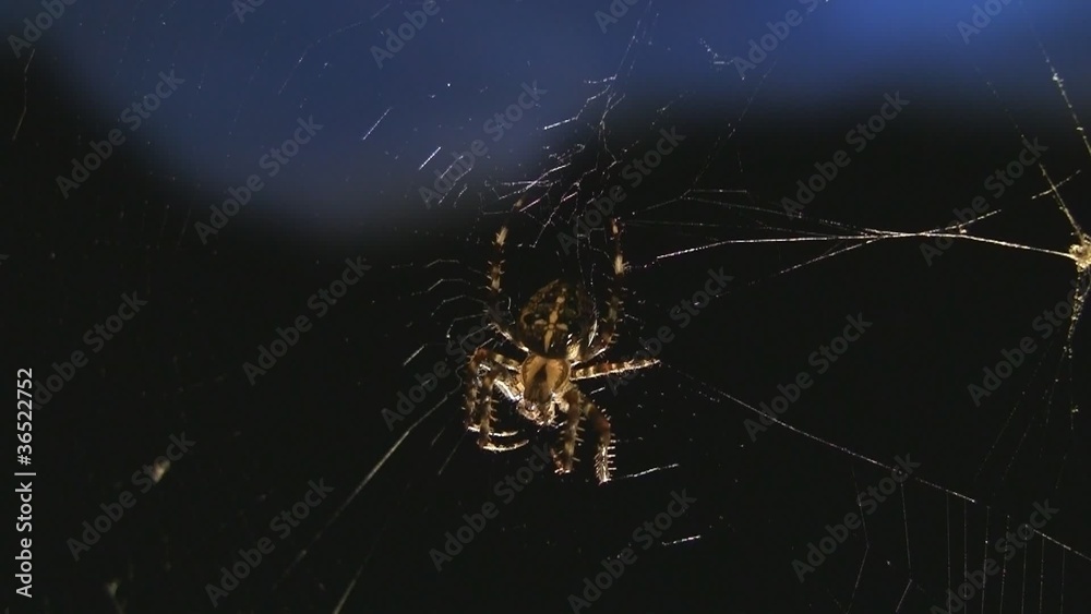 Spinne im Netz