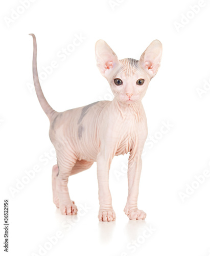 Funny hairless sphynx kitten isolated