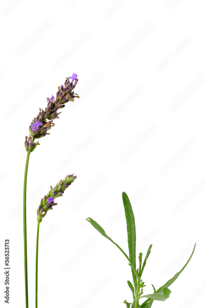 Fototapeta premium Lavendelblüten mit Blättern, isoliert