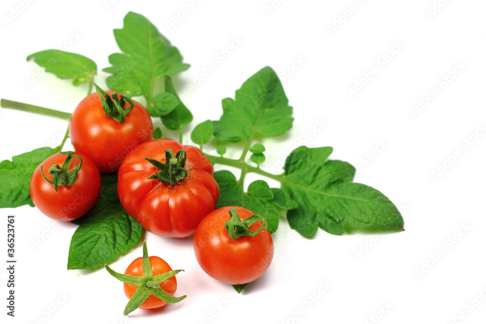 5 frisch geerntete Tomaten mit Zweig