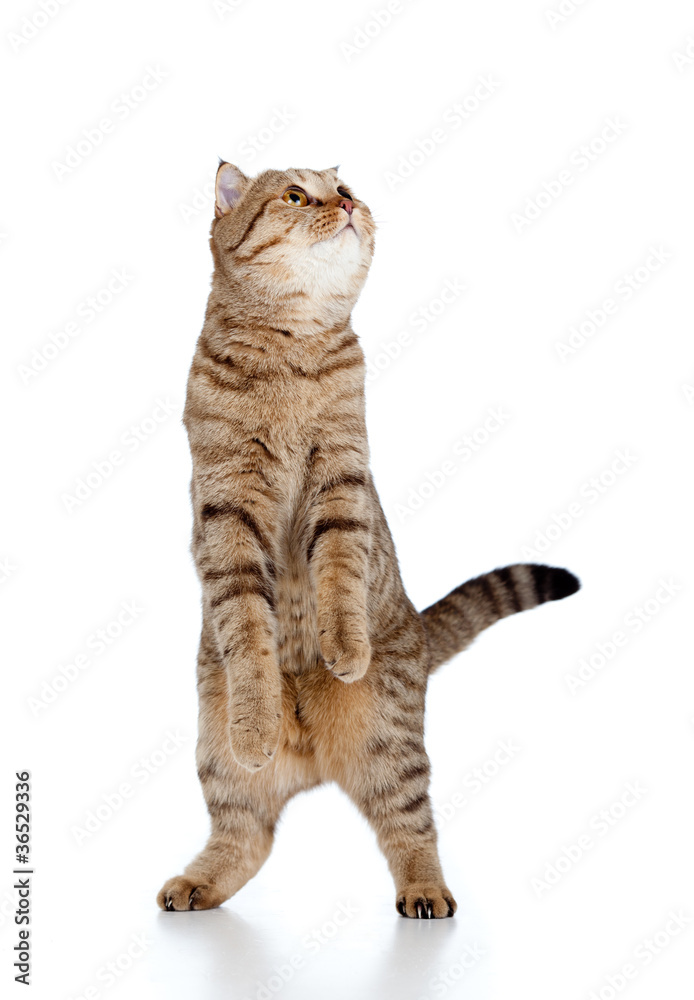 Fototapeta premium Scottish tabby-cat stands while playing, isolated on white