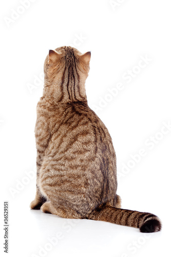 rear view of cat