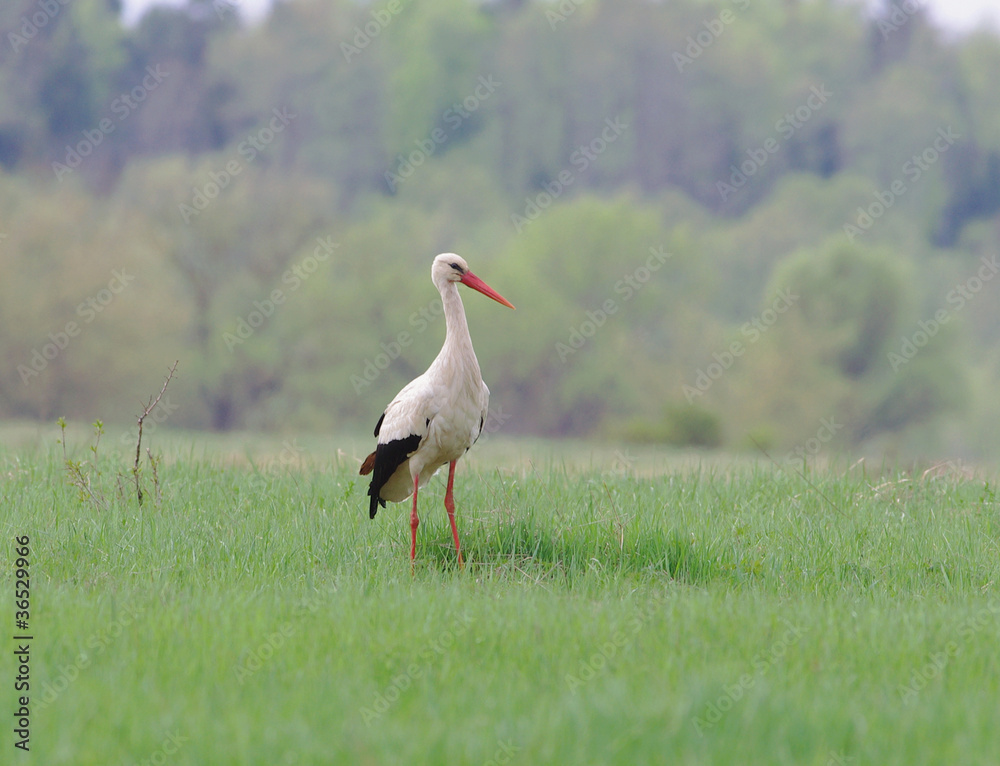 Stork and meadow